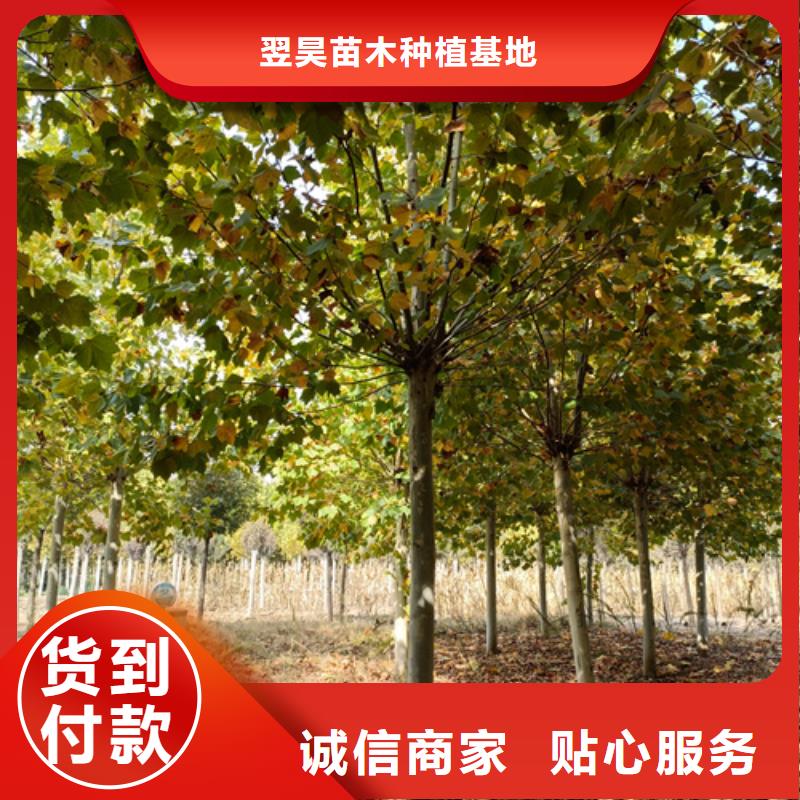 法桐樱花卓越品质保障