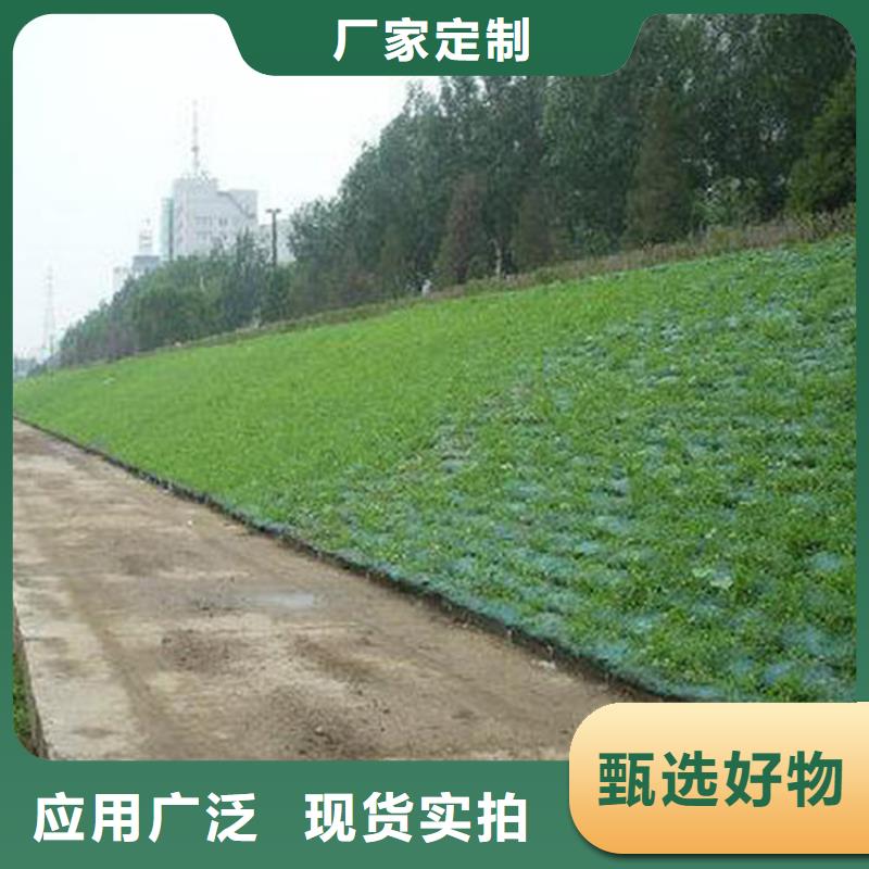 三维植被网-土工格栅规格齐全实力厂家