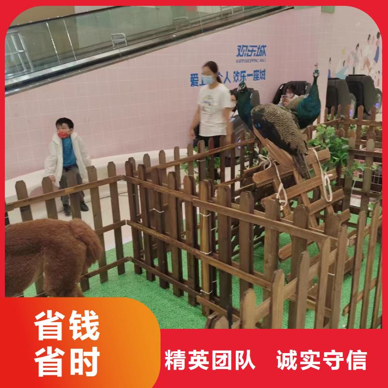 马戏团/羊驼-出租马戏表演技术可靠