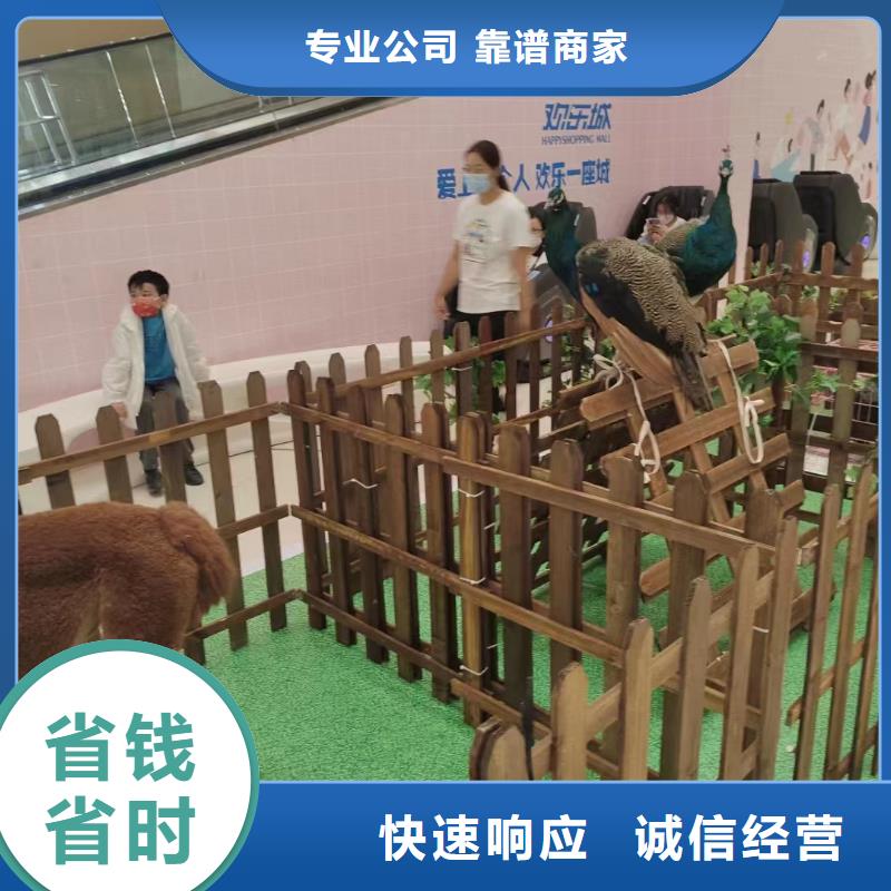 马戏团/羊驼,出租企鹅匠心品质