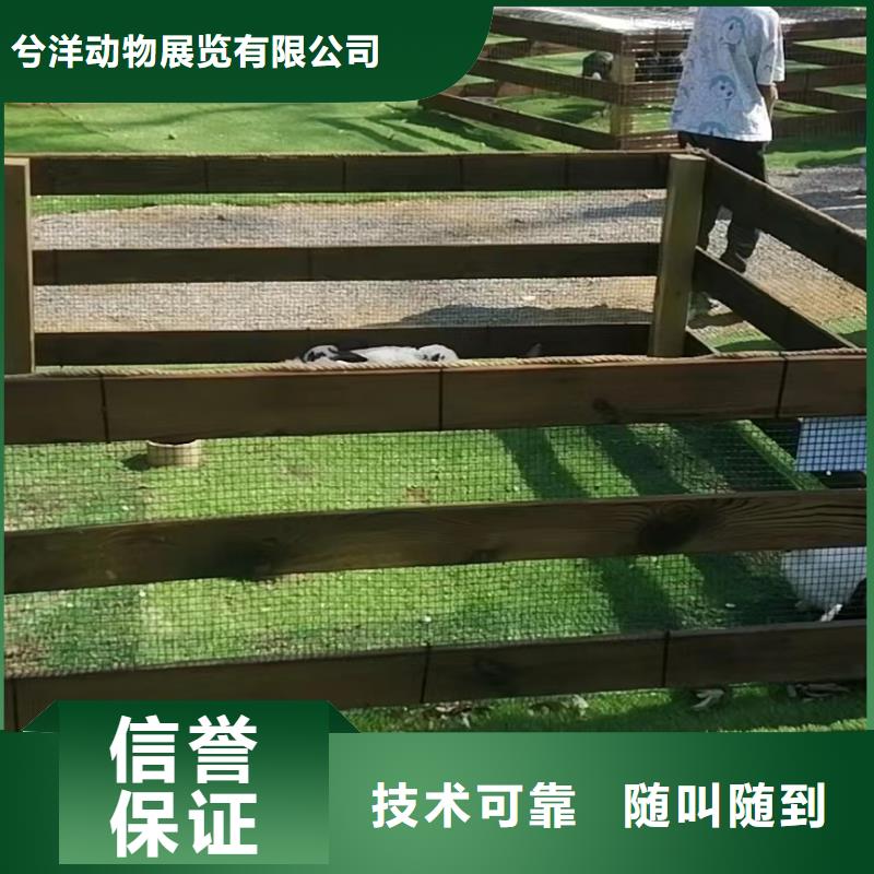 【马戏团/羊驼】_出租表演萌宠多年行业经验