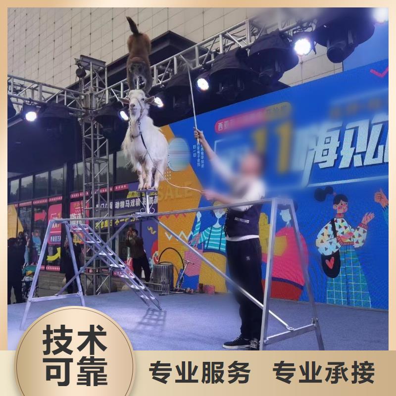 马戏团/羊驼【出租海狮表演】信誉保证