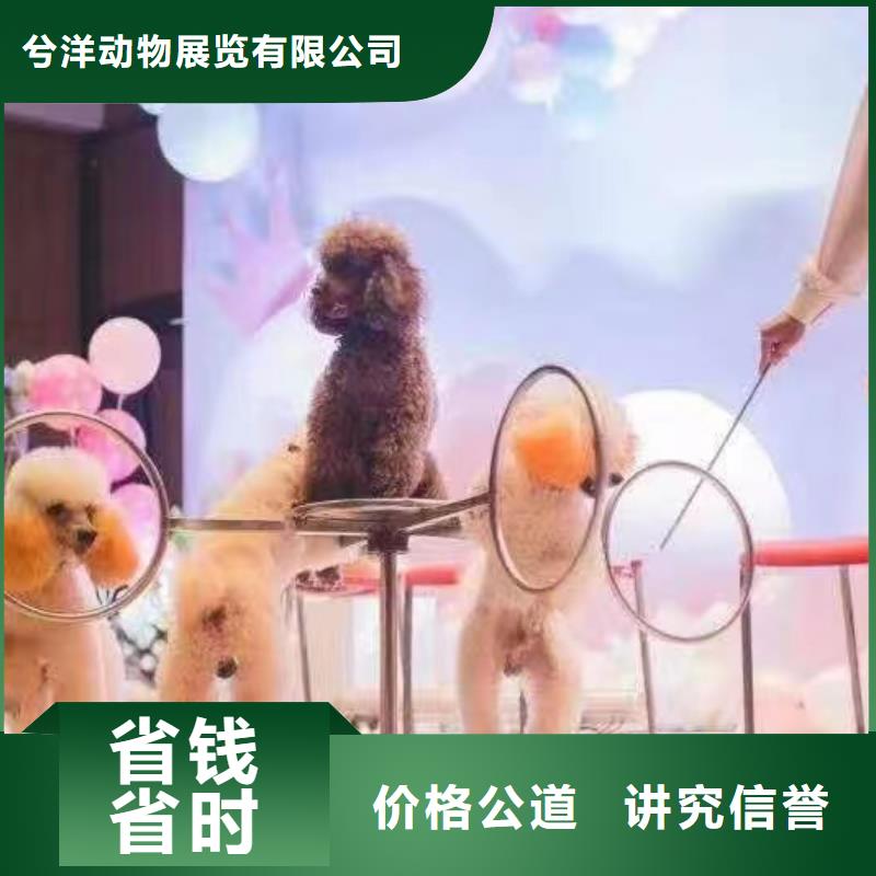 马戏团/羊驼,出租企鹅匠心品质