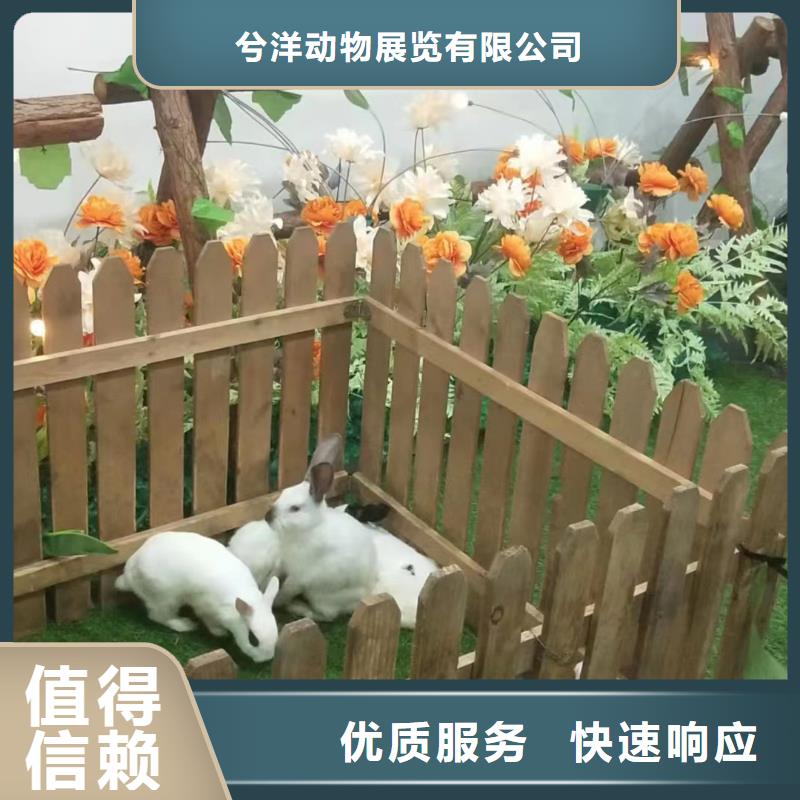 马戏团/羊驼【美人鱼出租演出】高品质
