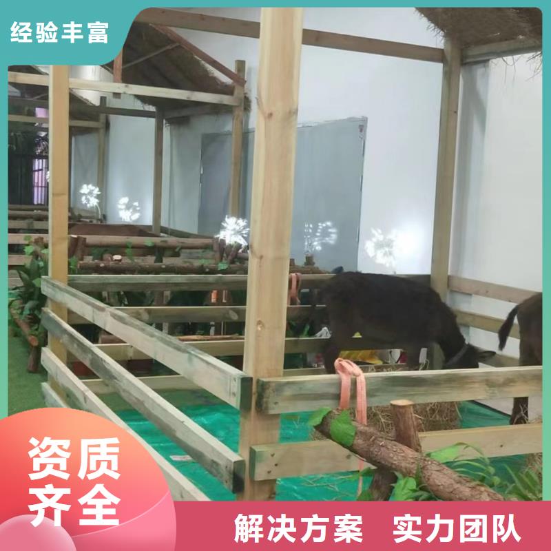 马戏团/羊驼-出租马戏团表演快速