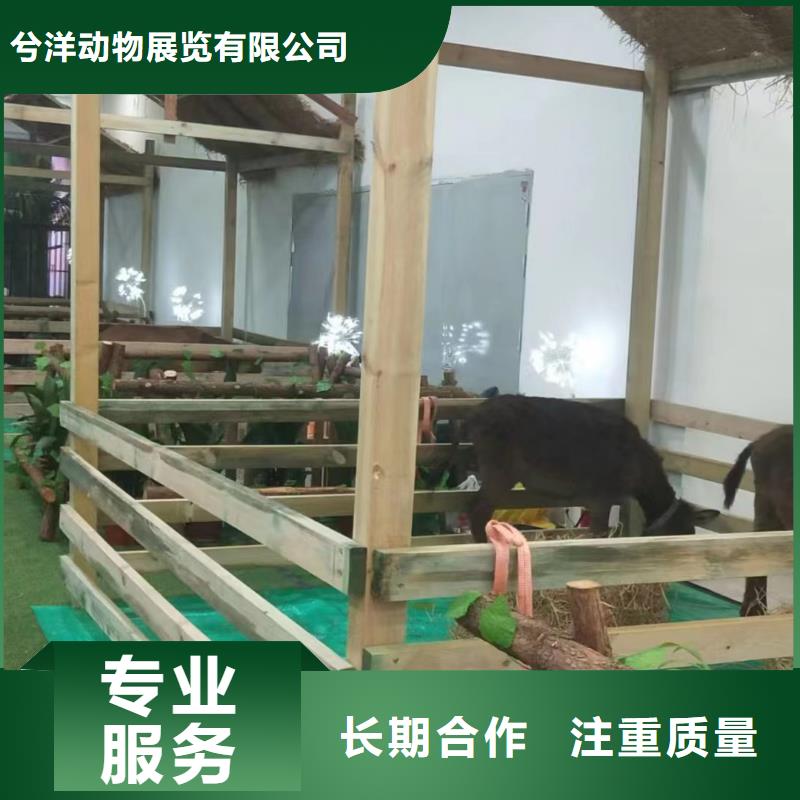 马戏团/羊驼,羊驼出租放心之选