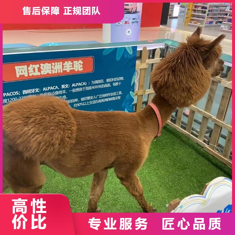 马戏团/羊驼出租马戏团表演正规公司