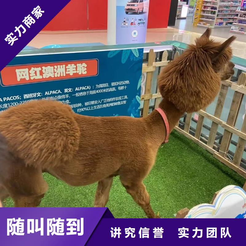 马戏团/羊驼小马戏出租诚实守信