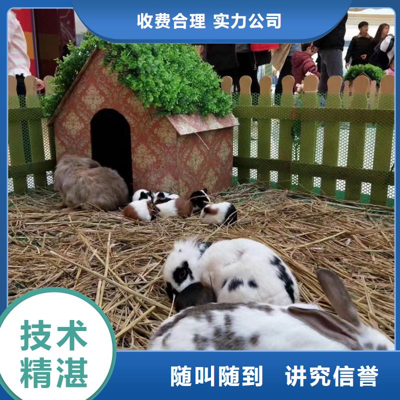 马戏团/羊驼【海狮表演租赁】一站式服务