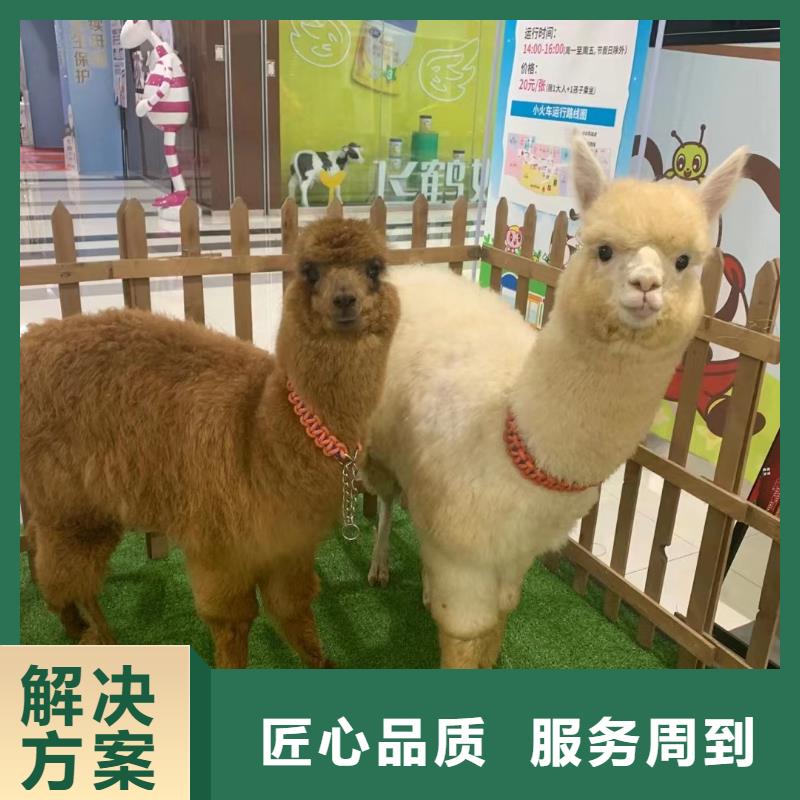 马戏团/羊驼企鹅出租一对一服务