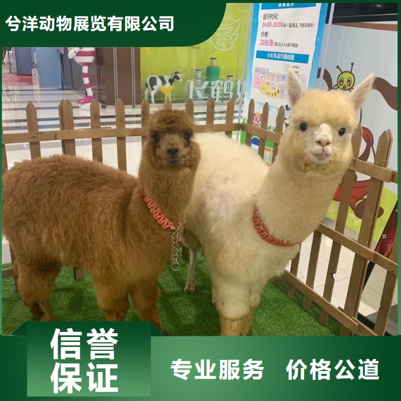 小香猪宠物出租视频-湖北省荆门市|东宝|钟祥|黄石|宜昌|鄂州|咸宁小香猪宠物出租-兮洋