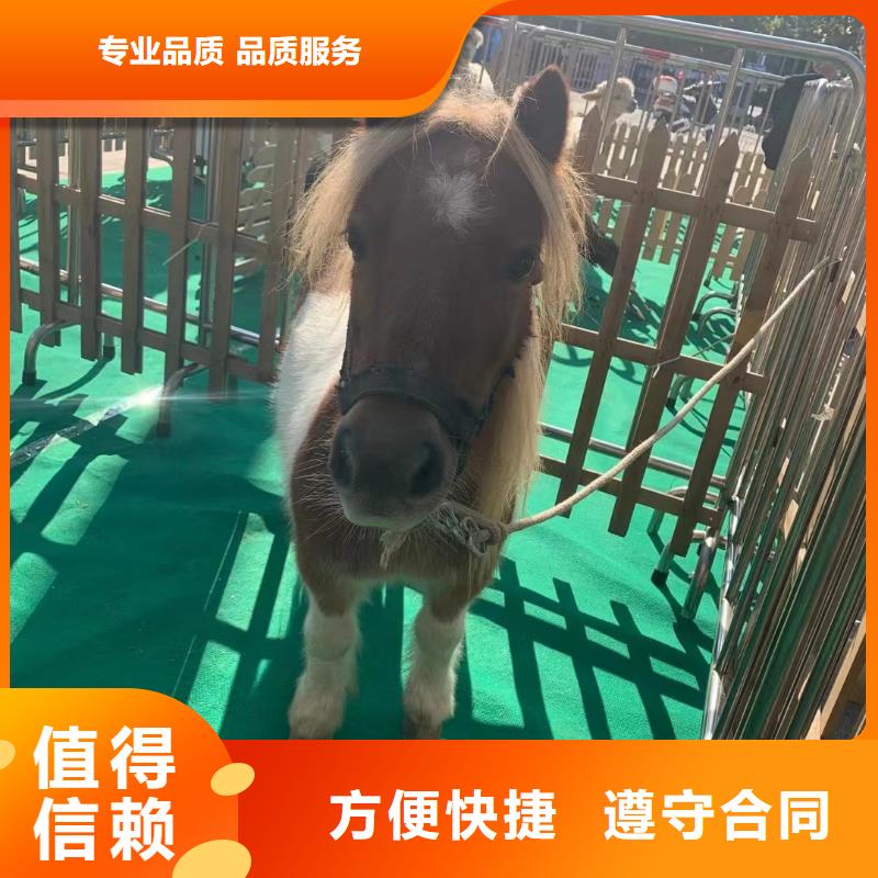 马戏团/羊驼_【企鹅演出】价格低于同行