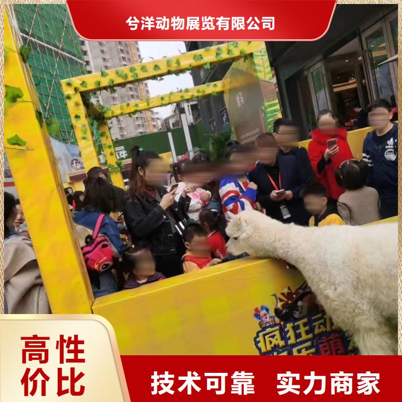 【马戏团/羊驼-水族海洋展靠谱商家】