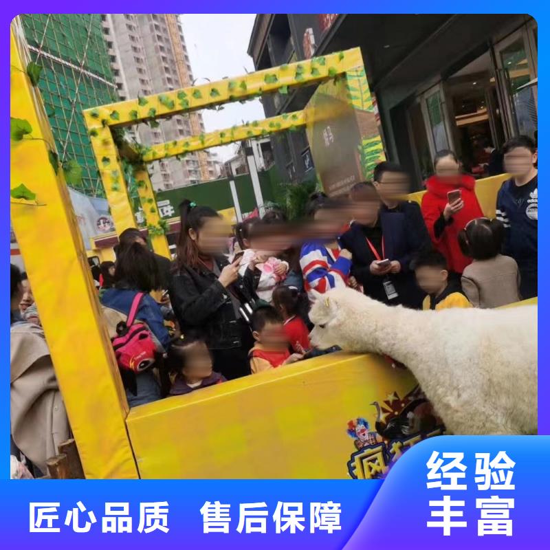 马戏团/羊驼,景区杂技表演价格透明