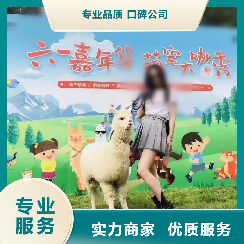 马戏团/羊驼【海狮杂技表演】靠谱商家