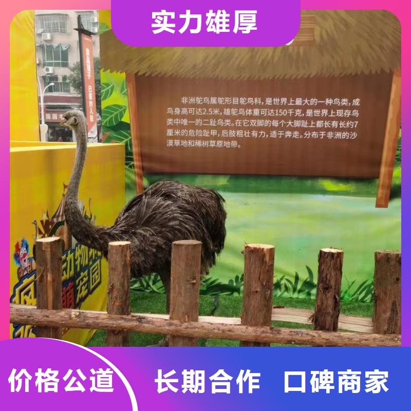 马戏团/羊驼_羊驼出租拒绝虚高价