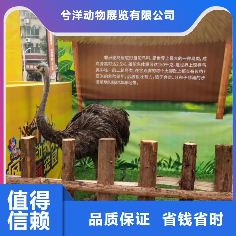 【马戏团/羊驼-海洋展租赁靠谱商家】