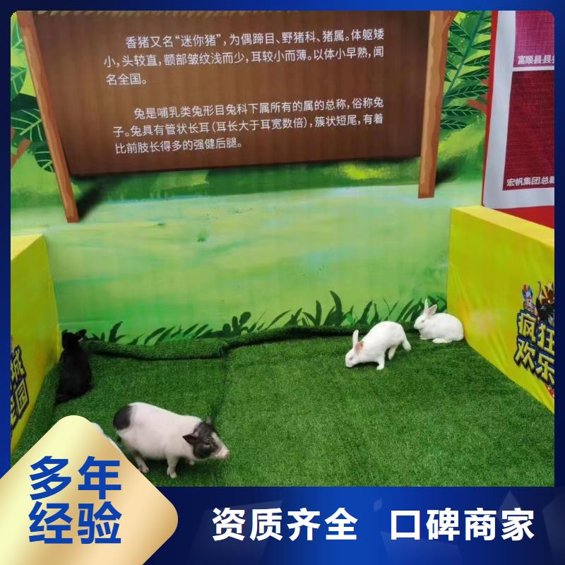 小香猪宠物出租-视频-内蒙古呼和浩特市|赤峰|乌兰察布|鄂尔多斯|呼伦贝尔小香猪宠物出租-兮洋