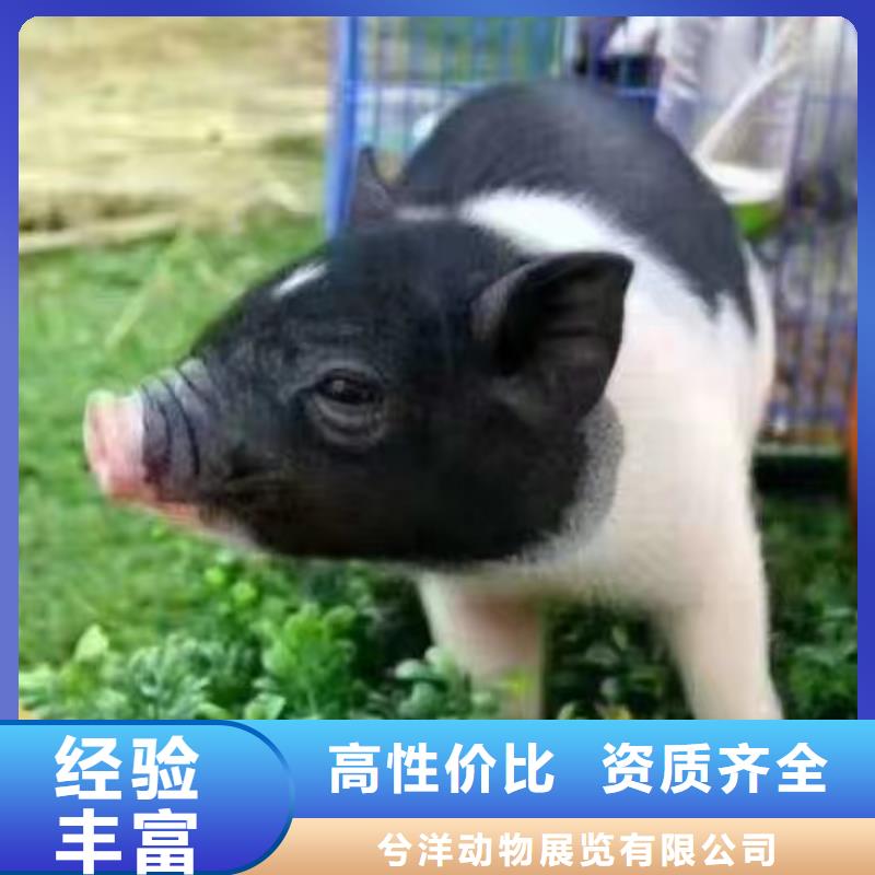 马戏团/羊驼-【美人鱼表演】实力团队