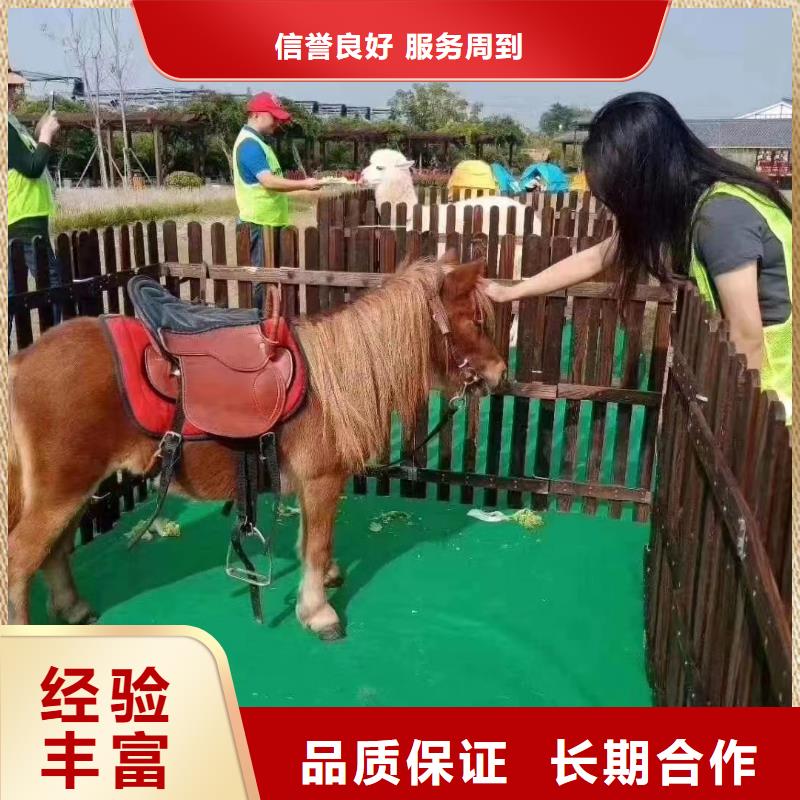 马戏团/羊驼海狮表演出租快速响应