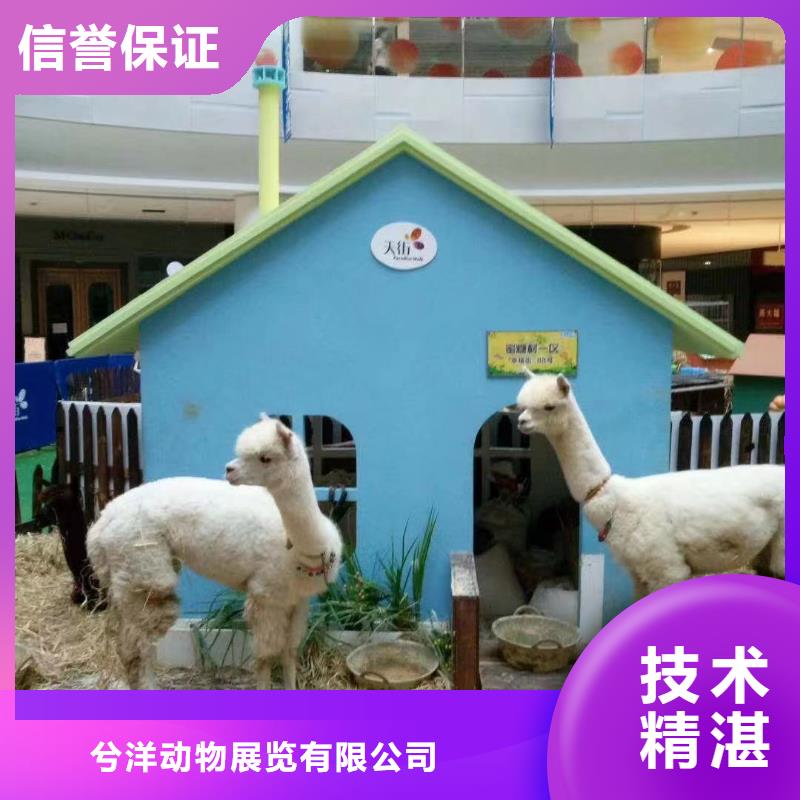 马戏团/羊驼 动物表演专业公司
