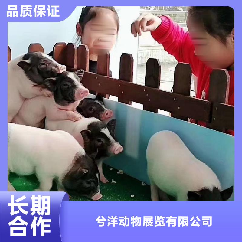 马戏团/羊驼马戏团表演出租租赁高性价比