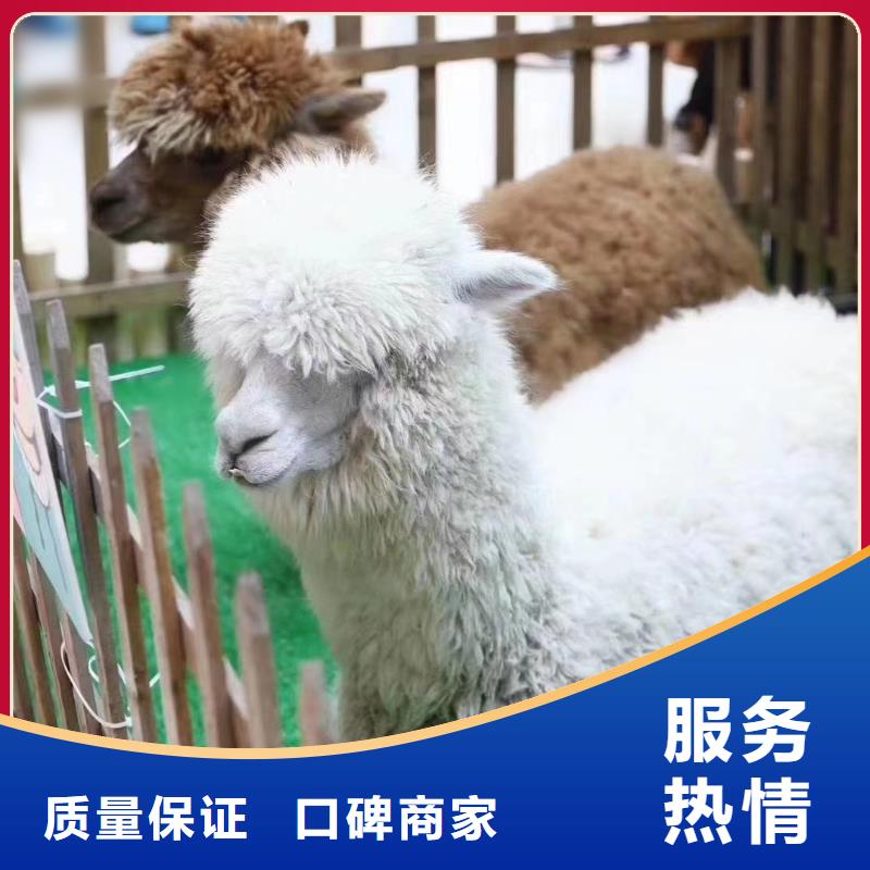 马戏团/羊驼萌宠动物展出租行业口碑好