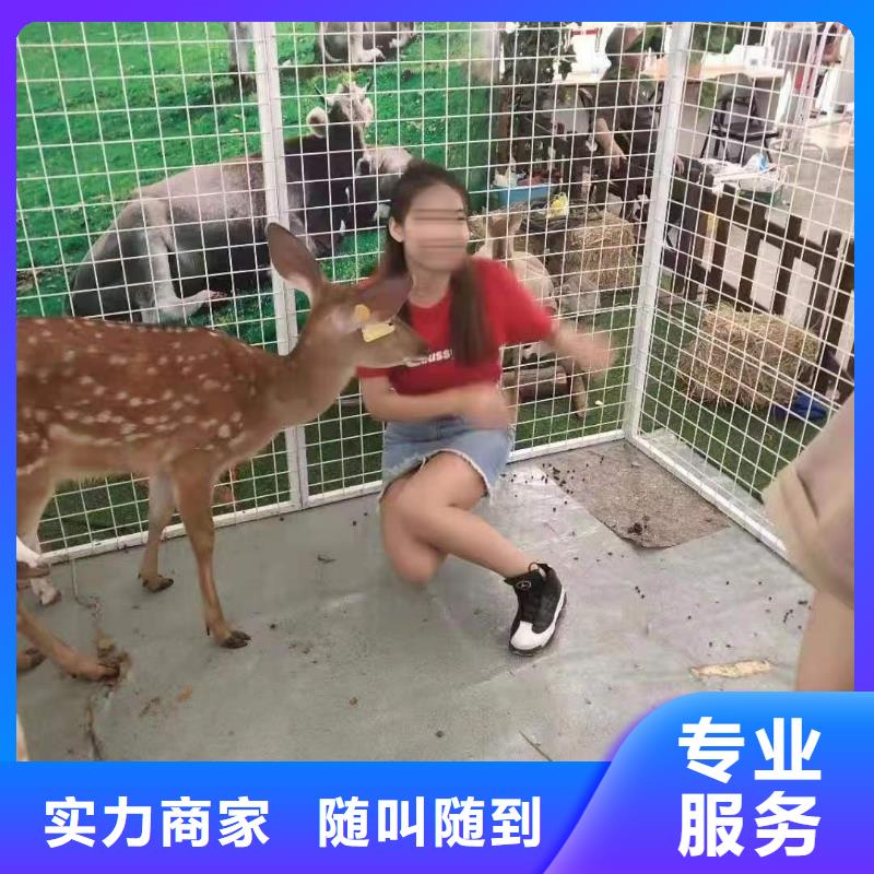 马戏团/羊驼-出租马戏表演技术可靠
