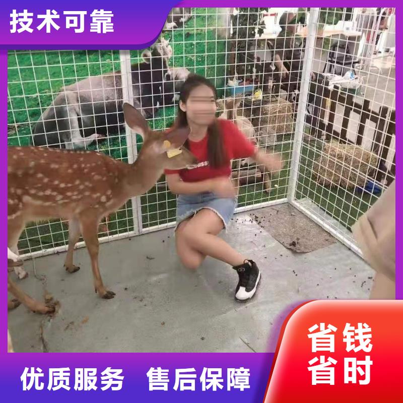 马戏团/羊驼-马戏团表演出租租赁专业可靠