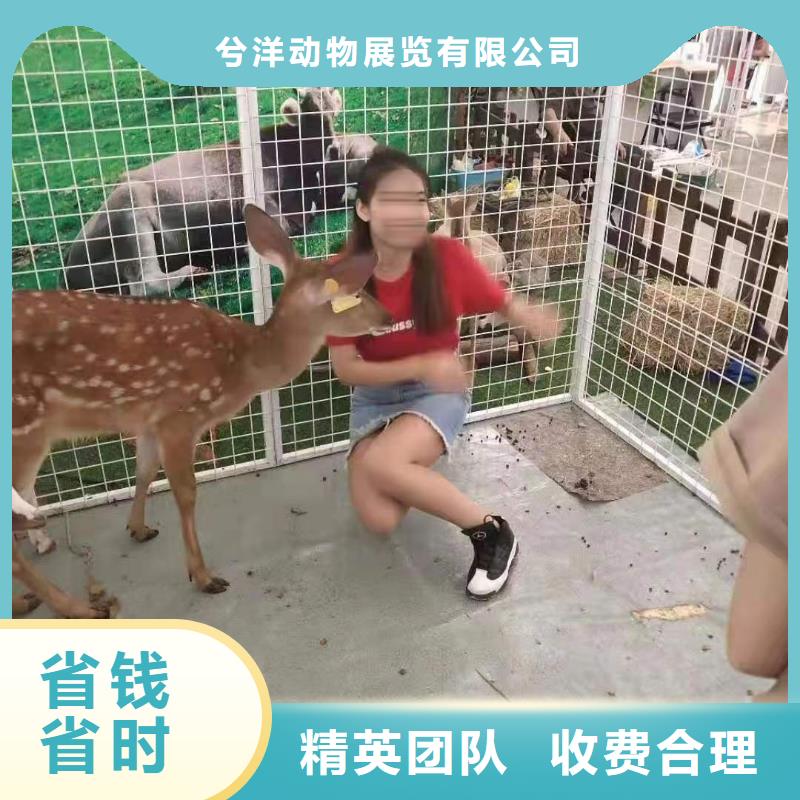 马戏团/羊驼,【马戏团表演出租租赁】实力团队