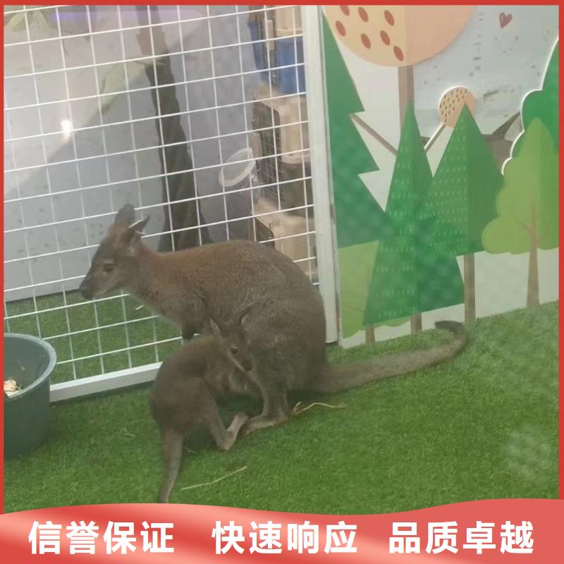 马戏团/羊驼【企鹅演出】售后保障