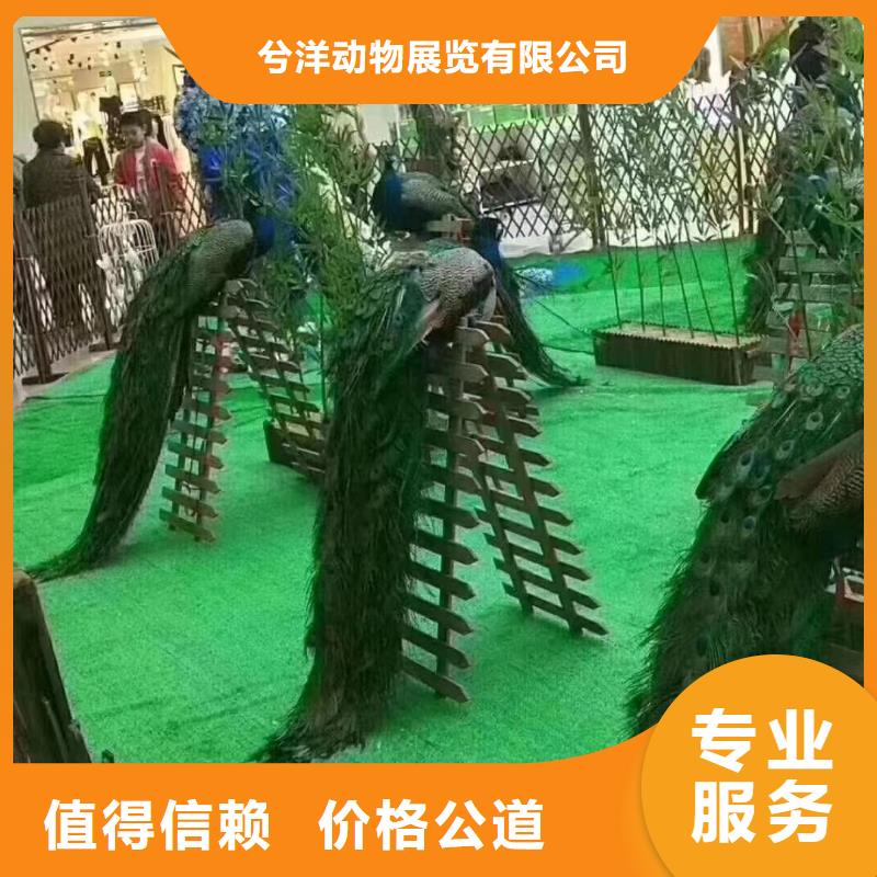 马戏团/羊驼表演羊驼租赁价格美丽