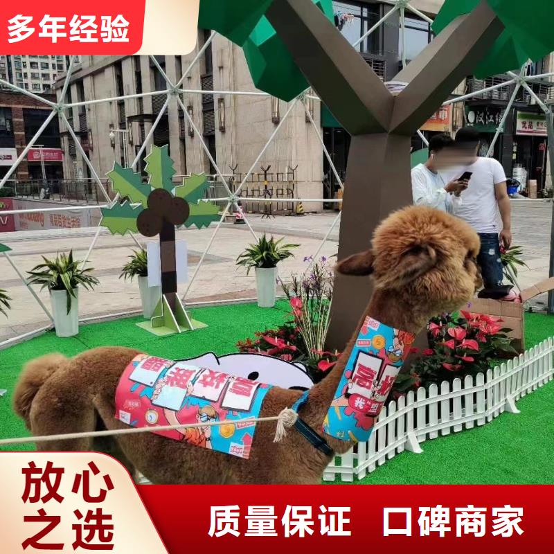 马戏团/羊驼,景区杂技表演齐全