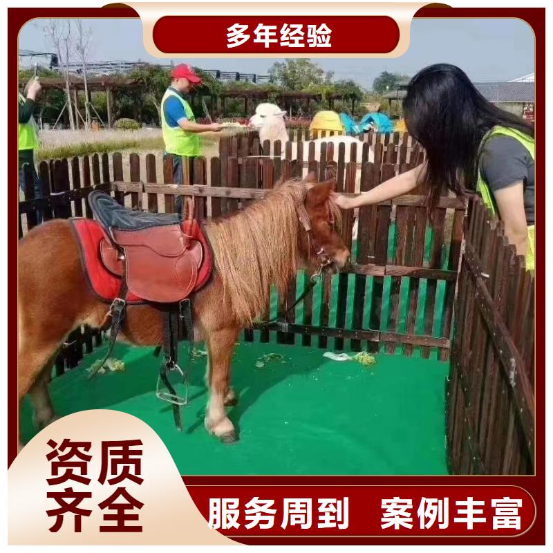 马戏团/羊驼,景区杂技表演价格透明