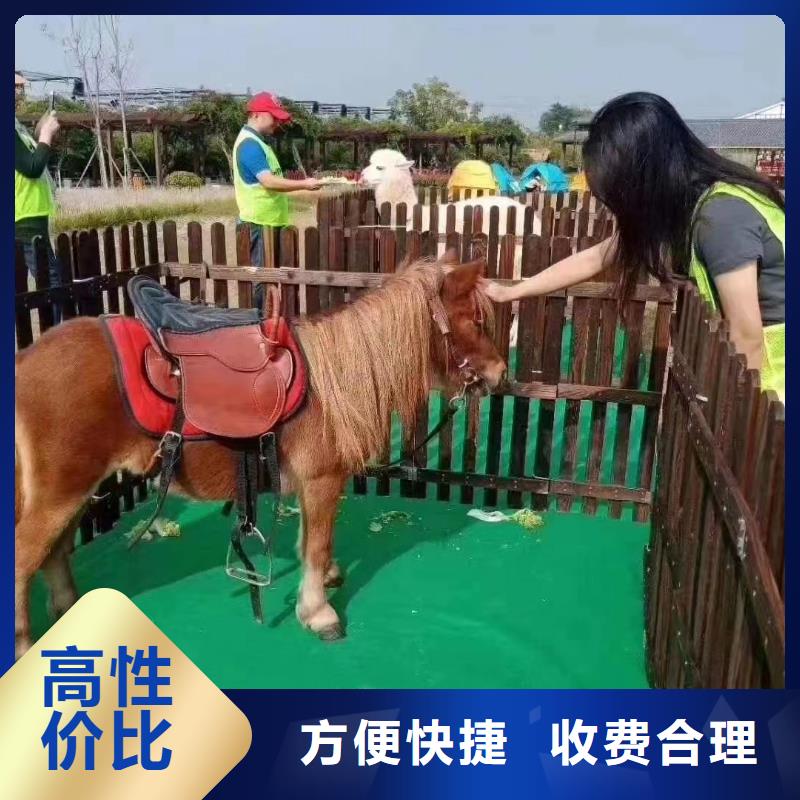 马戏团/羊驼,出租羊驼价格透明