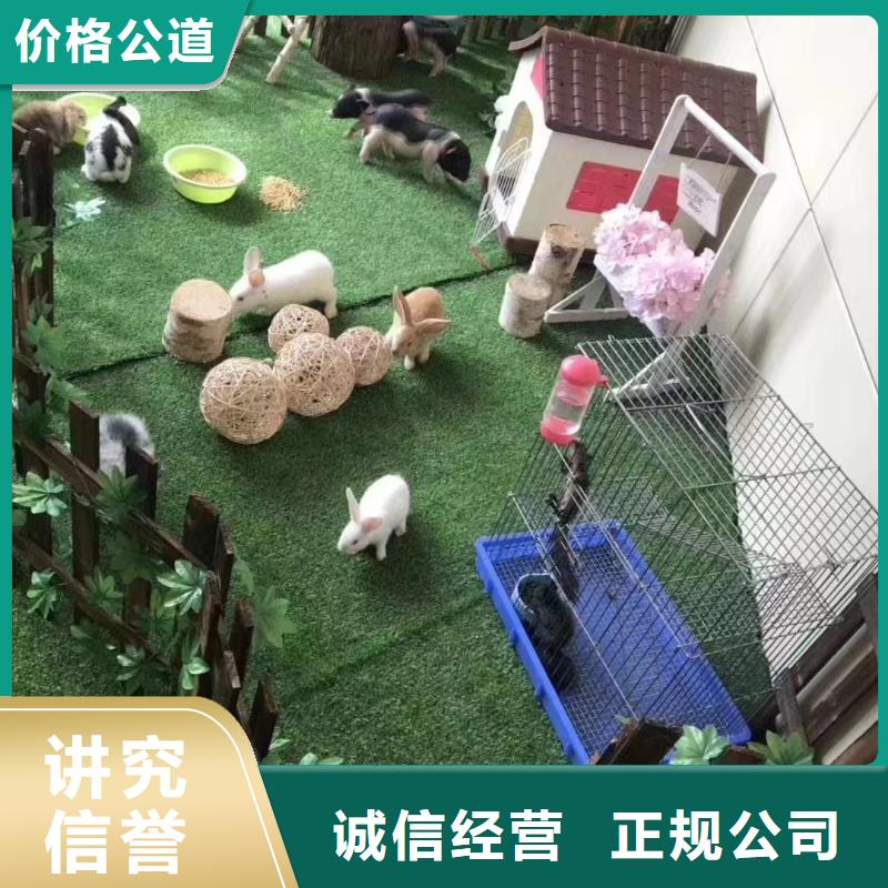 马戏团/羊驼-出租马戏表演技术可靠