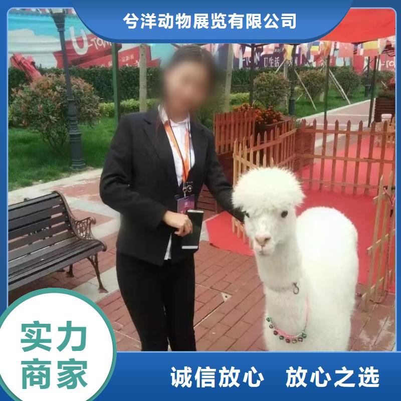 马戏团/羊驼动物表演口碑商家