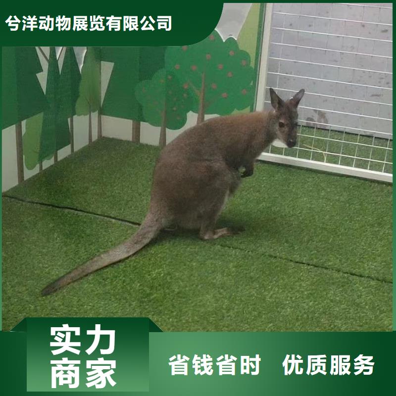 小香猪宠物出租-视频-内蒙古呼和浩特市|赤峰|乌兰察布|鄂尔多斯|呼伦贝尔小香猪宠物出租-兮洋