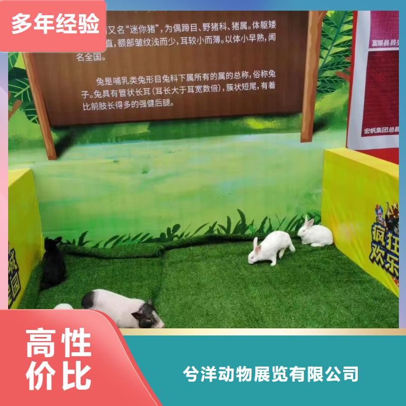 马戏团/羊驼,【活体羊驼租赁】值得信赖