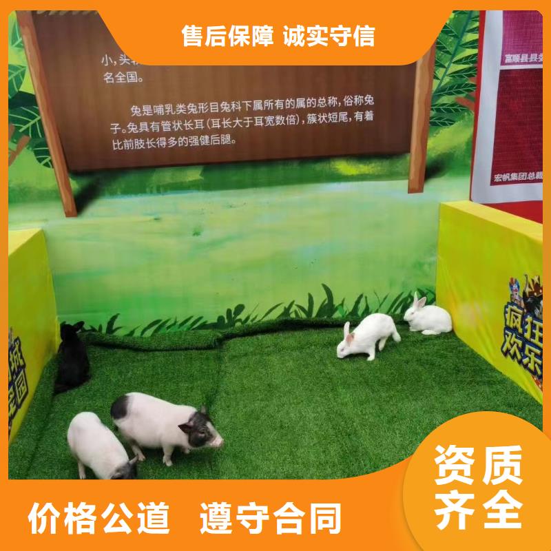 马戏团/羊驼-企鹅租赁随叫随到