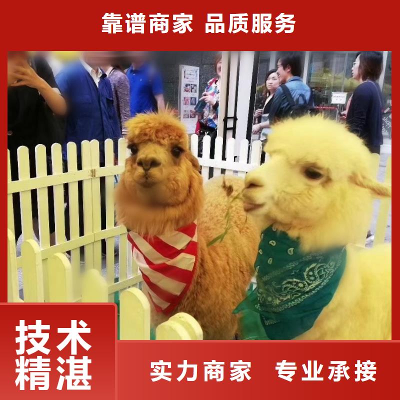 马戏团/羊驼美人鱼表演放心