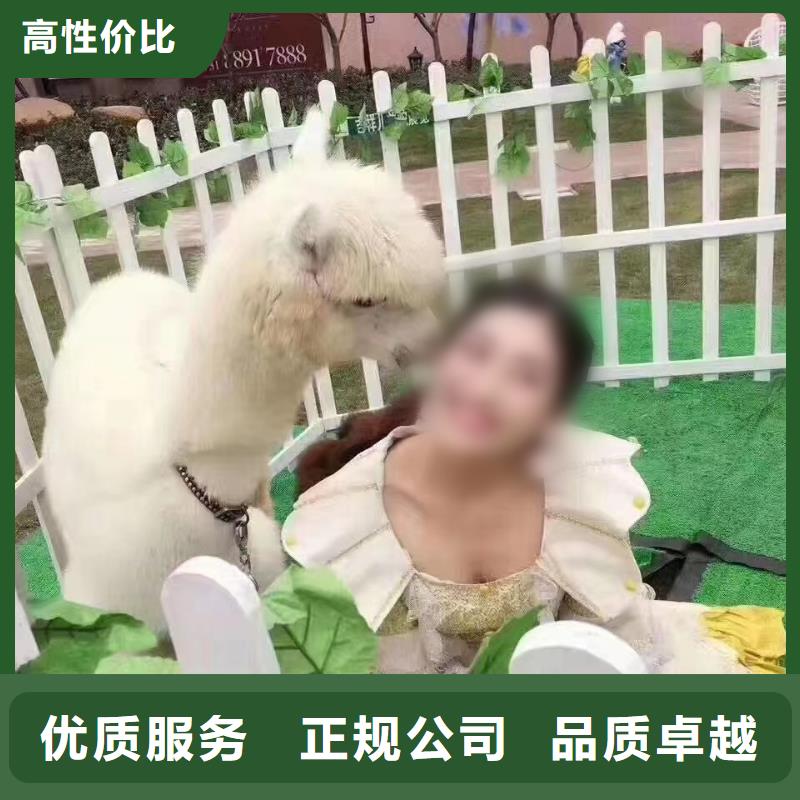 【马戏团/羊驼出租马戏团表演实力商家】