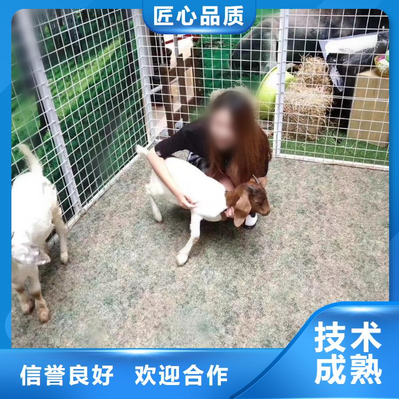 【马戏团/羊驼动物表演出租高品质】