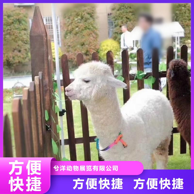 马戏团/羊驼,海狮表演出租先进的技术