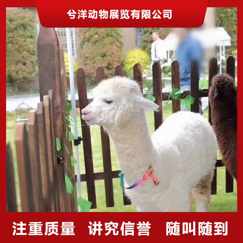 马戏团/羊驼小马戏表演出租精英团队