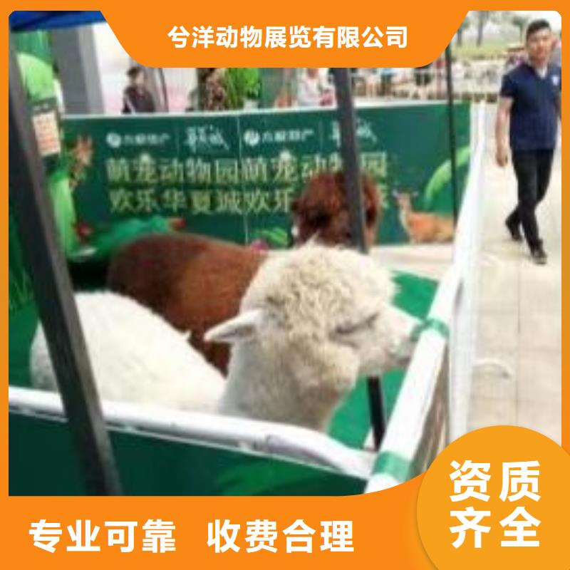 马戏团/羊驼马戏团表演服务至上