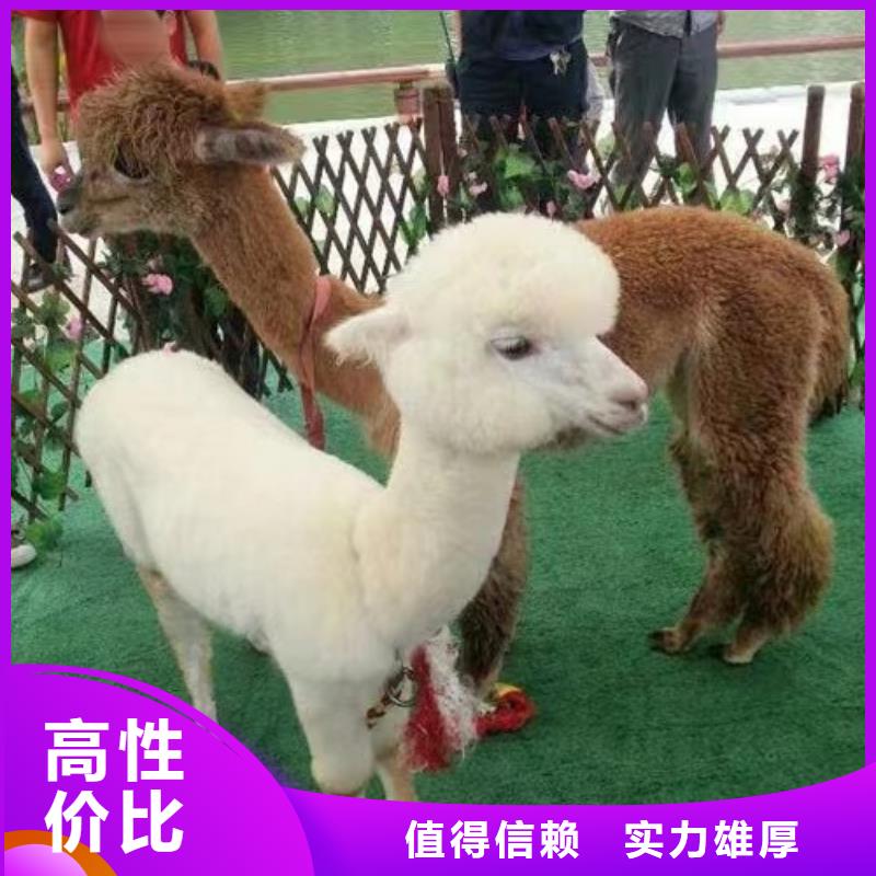马戏团/羊驼-死轮表演从业经验丰富