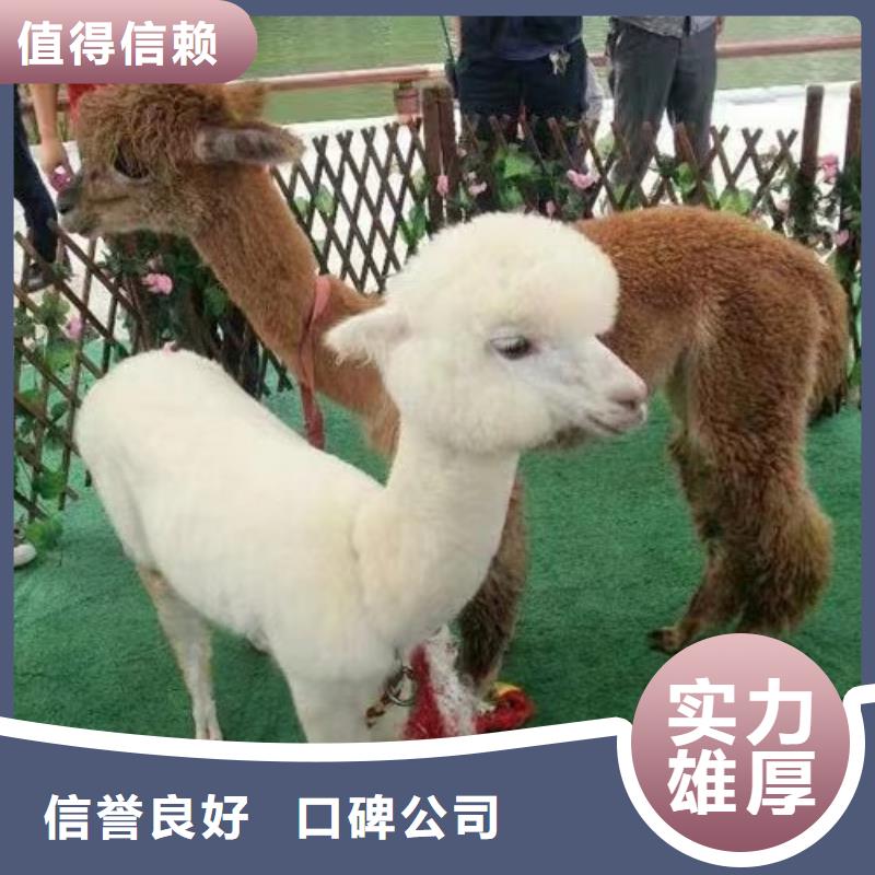 小香猪宠物出租-视频-沙洋|掇刀|黄石|十堰|鄂州|宜昌|襄阳|随州|孝感小香猪宠物出租售后保障-兮洋动物展览(荆门市分公司)