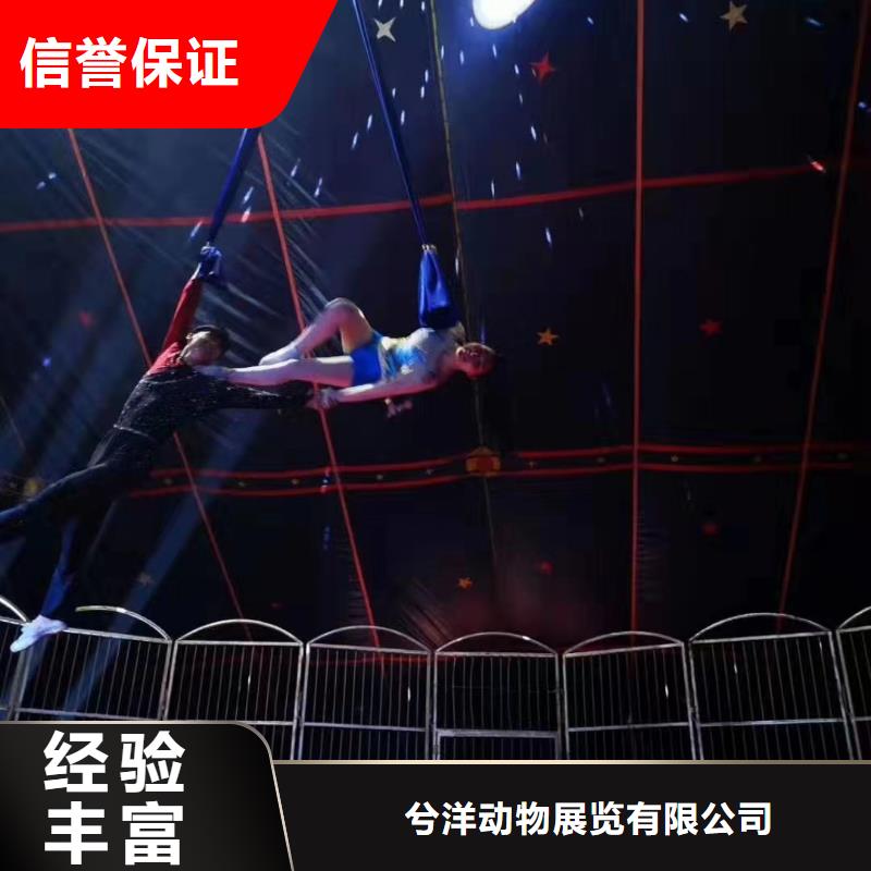 马戏团/羊驼羊驼出租信誉保证