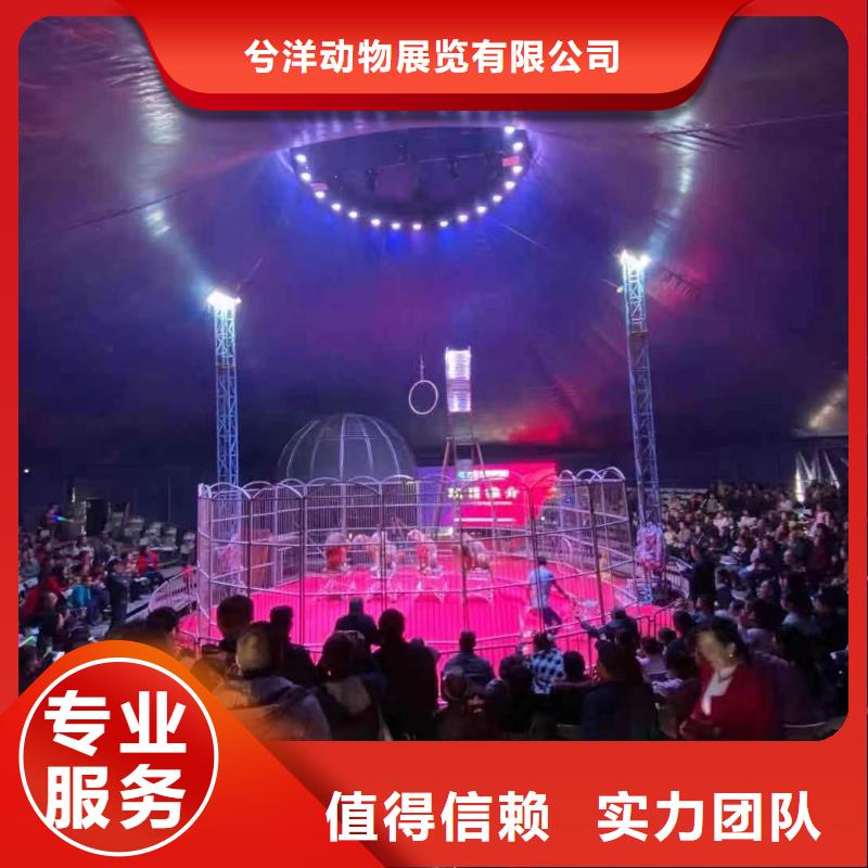 马戏团/羊驼小马戏出租诚实守信